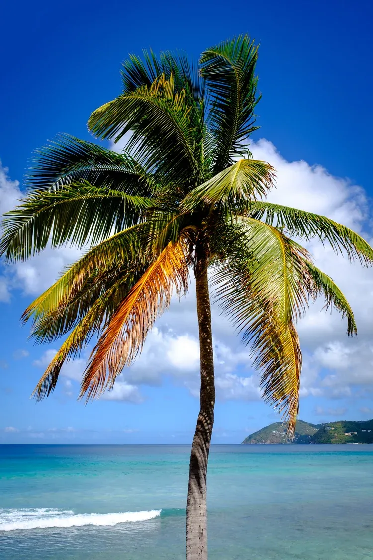 British Virgin Islands